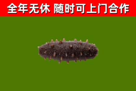 集宁回收海参干